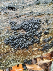 Exidia