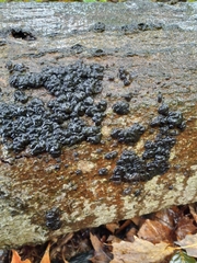 Exidia
