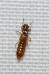 Bledius