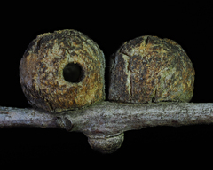 Disholcaspis canescens