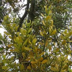 Dendrophthora clavata