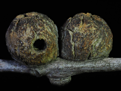 Disholcaspis canescens