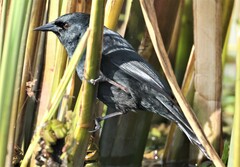 Agelasticus cyanopus