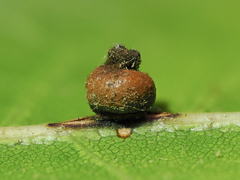 Callirhytis serricornis
