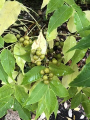 Phellodendron amurense