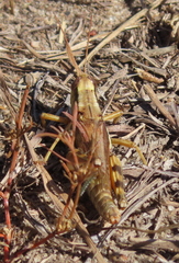 Melanoplus bispinosus