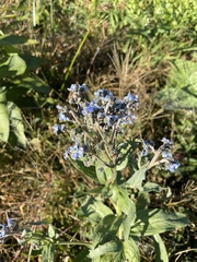 Cynoglossum amabile