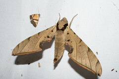 Protambulyx strigilis