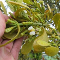 Dendrophthora clavata