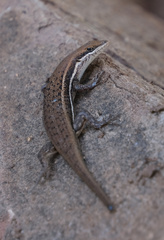 Trachylepis varia
