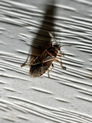 Arocatus melanocephalus