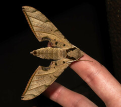 Protambulyx strigilis