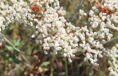 Eriogonum multiflorum