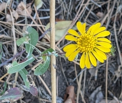 Grindelia hirsutula