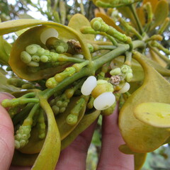 Dendrophthora clavata