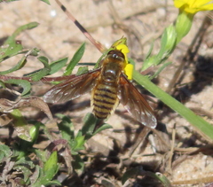 Poecilanthrax lucifer