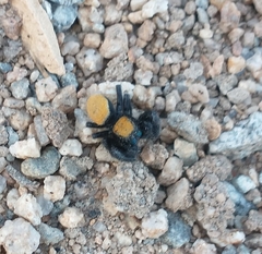 Phidippus nikites