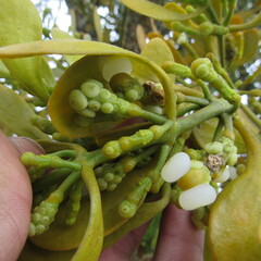 Dendrophthora clavata