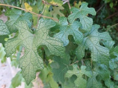 Vitis