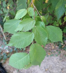 Ulmus americana