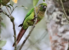 Pyrrhura frontalis