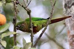 Pyrrhura frontalis