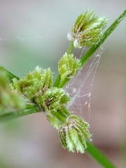 Cyperus surinamensis