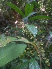 Primulaceae