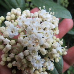 Viburnum tinoides