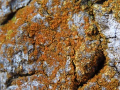 Polycauliona candelaria