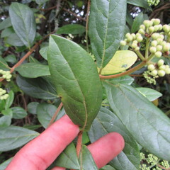 Viburnum tinoides
