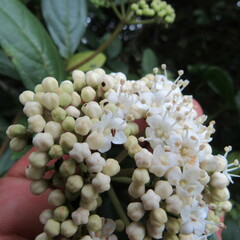 Viburnum tinoides
