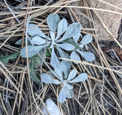 Antennaria parvifolia