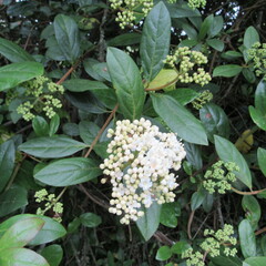 Viburnum tinoides