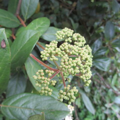 Viburnum tinoides