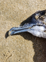 Puffinus gavia