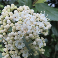 Viburnum tinoides