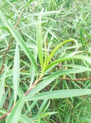 Barkleyanthus salicifolius