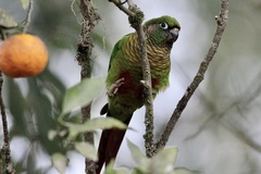 Pyrrhura frontalis