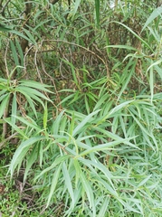 Barkleyanthus salicifolius