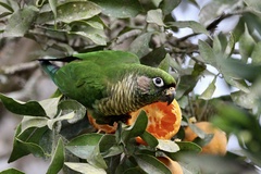 Pyrrhura frontalis