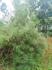 Barkleyanthus salicifolius