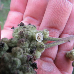 Varronia cylindrostachya