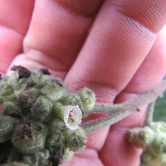 Varronia cylindrostachya