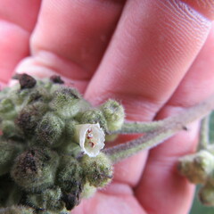 Varronia cylindrostachya