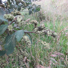 Varronia cylindrostachya