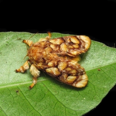 Phobetron hipparchia