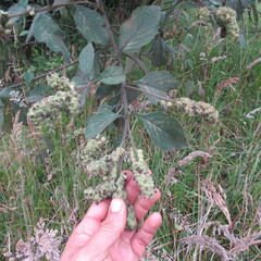 Varronia cylindrostachya