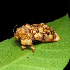 Phobetron hipparchia