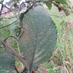 Varronia cylindrostachya